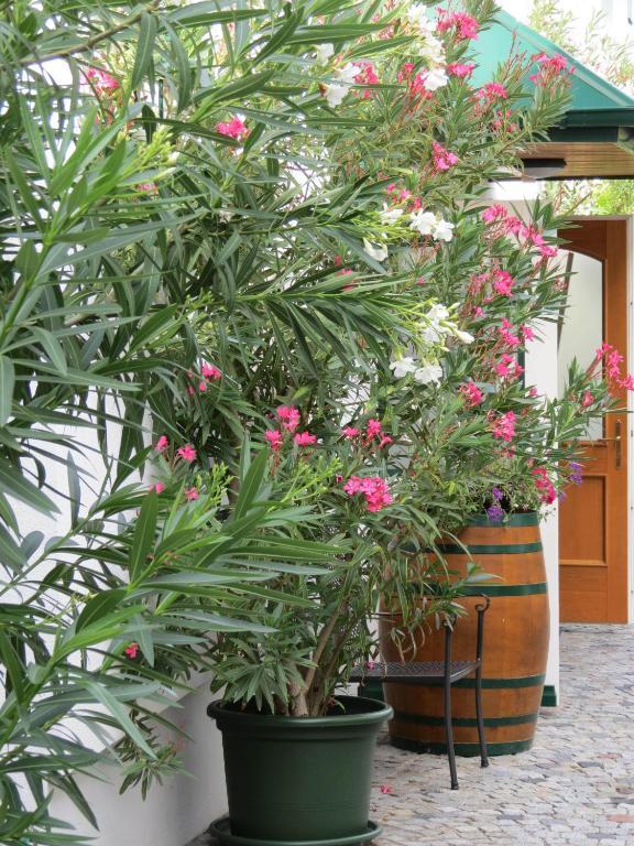 Gartenpension Fischl Mörbisch am See Exterior foto